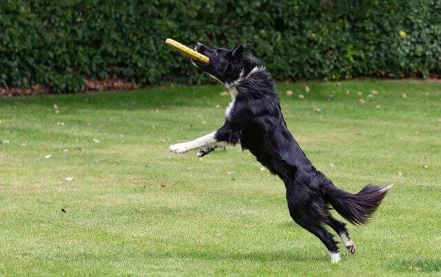 Border Collie