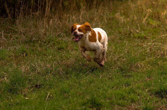 Brittany Spaniel