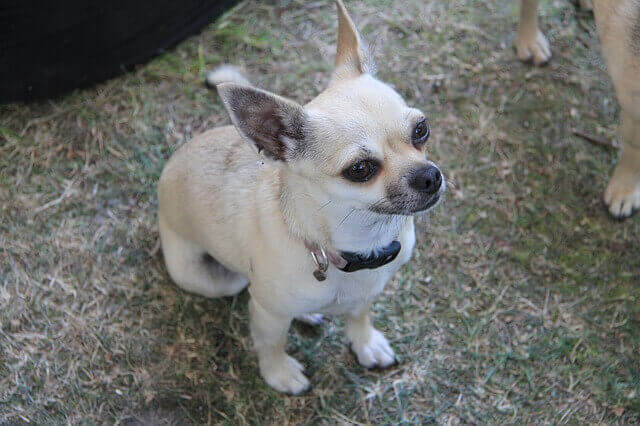 Chihuahua