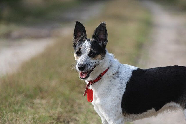 Rat Terrier