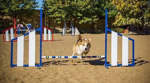 Pembroke Welsh Corgi