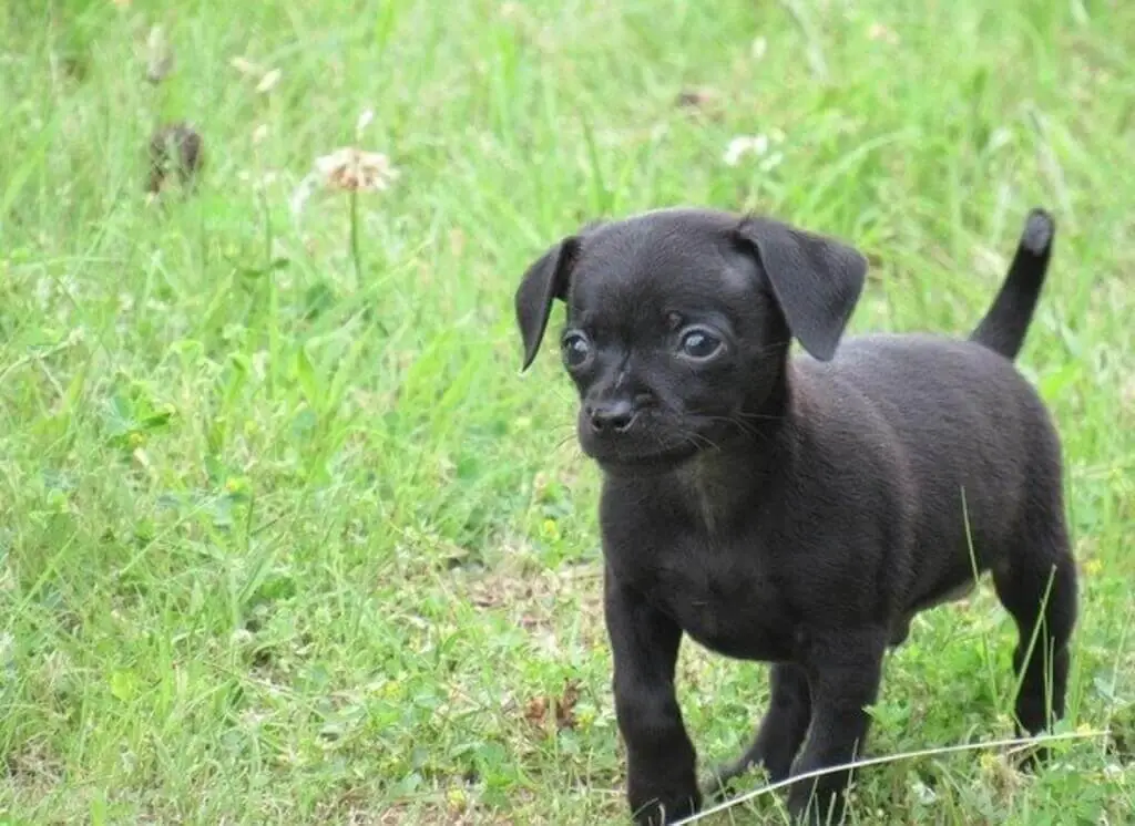 black chihuahua dog