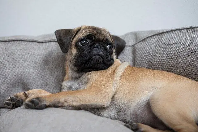 pug