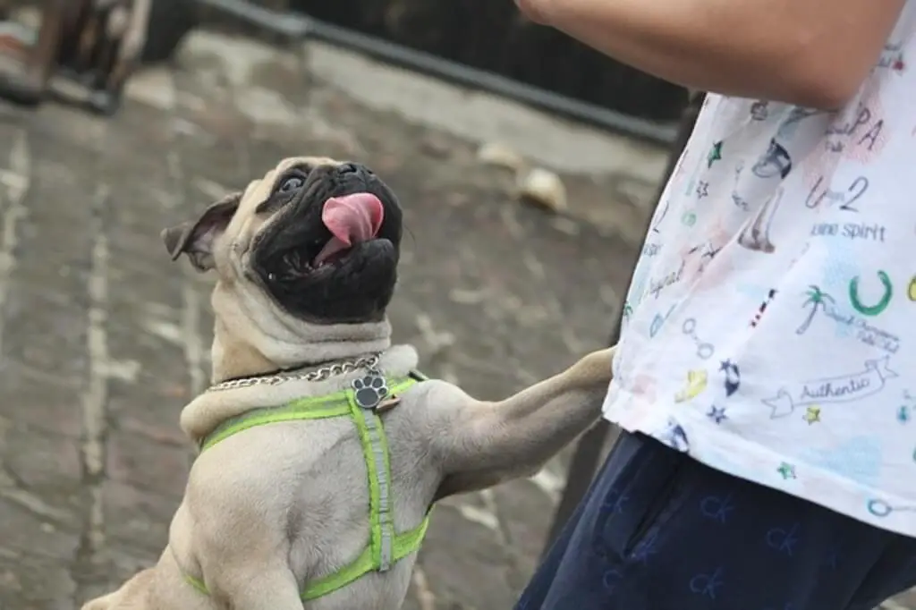 pug jumping on person