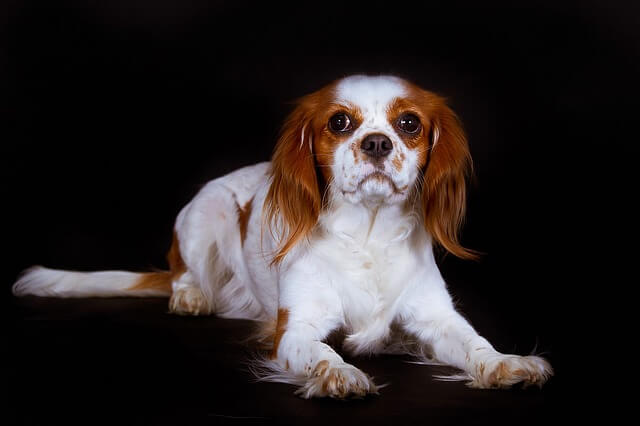 Cavalier King Charles Spaniel