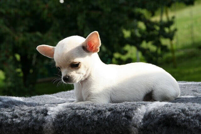 A white chihuahua puppy.