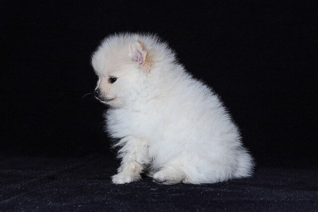 A white Pomeranian puppy.