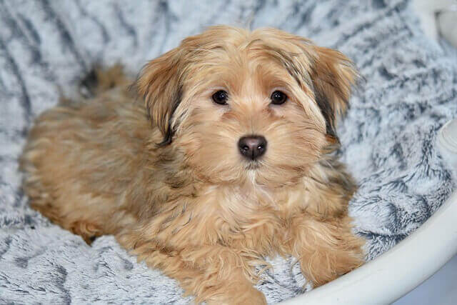 Havanese puppy.