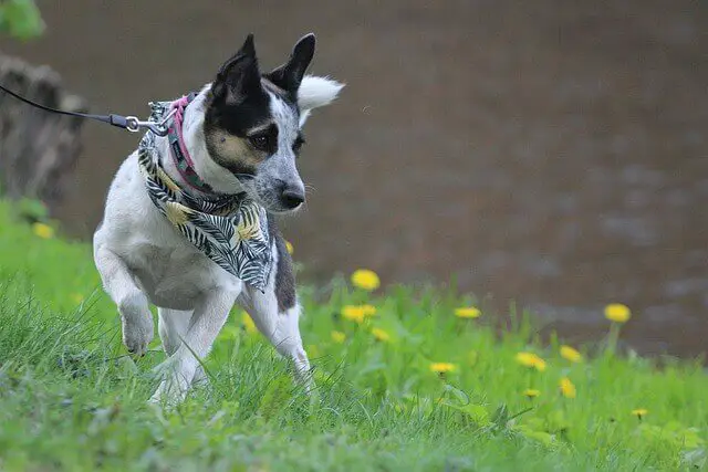 A Rat terrier going for a walk.