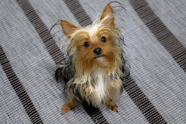 yorkshire terrier