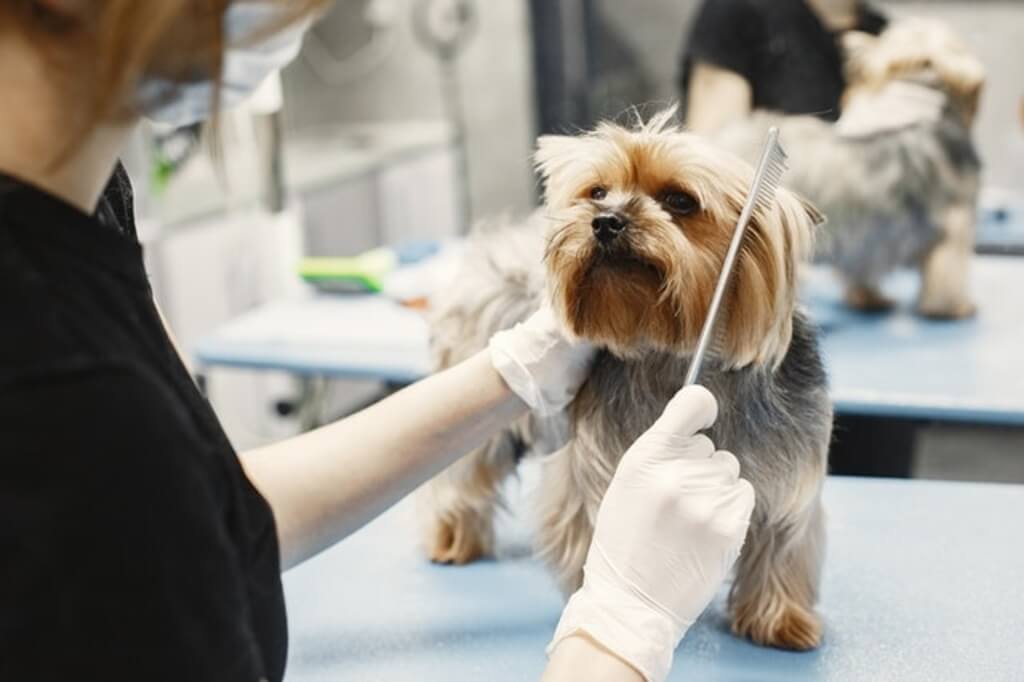 A person grooming a small dog.