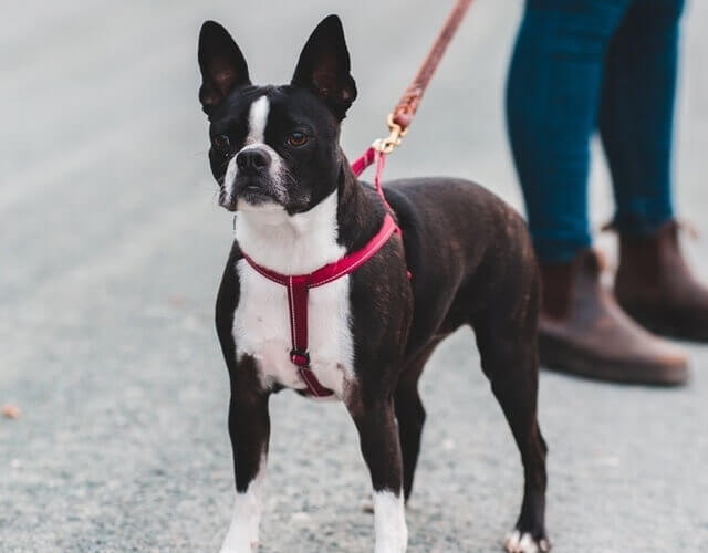 A black and white Boston Terrier on a leash going for a walk.