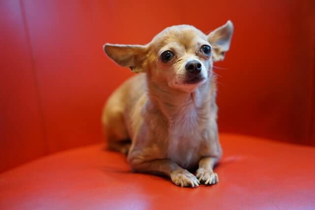 A cute Chihuahua laying on a red sofa.