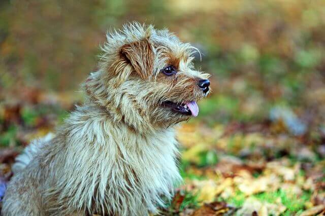 A Norfolk Terrier sitting on a lawn.