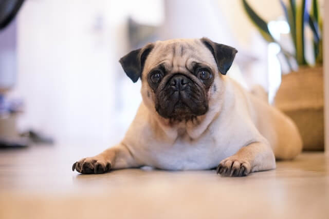 A pug laying on the wood floor.