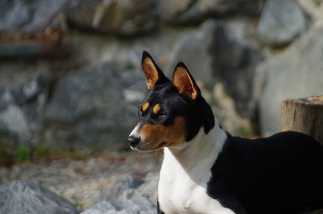 A purebred Basenji posing for a photo.