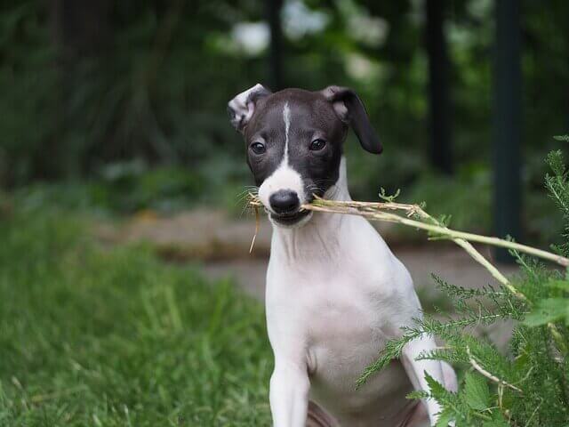 An Italian Greyhound outside chewing on a tree branch.