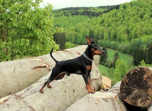 Miniature Pinscher on a log.