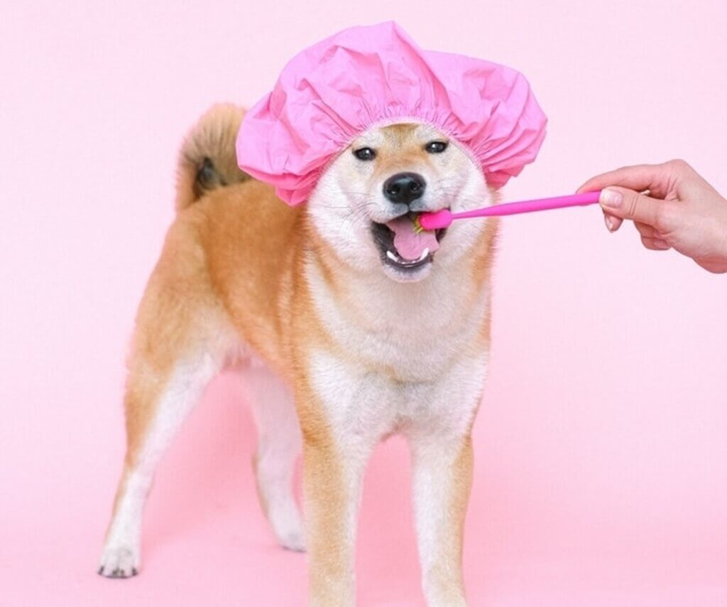 small dog with pink hair cap and brushing teeth
