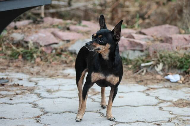 A Manchester Toy Terrier posing on a walkway.