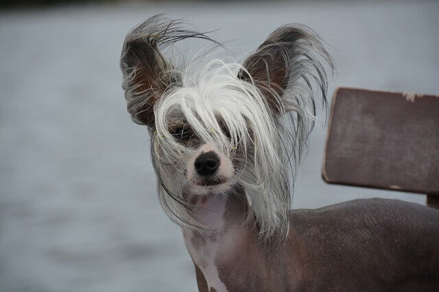 Chinese crested hairless