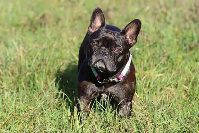 A black French Bulldog on the lawn.