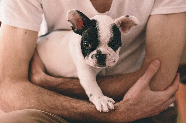 A French Bulldog puppy being held.