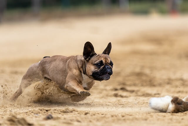 A French Bulldog running fast.
