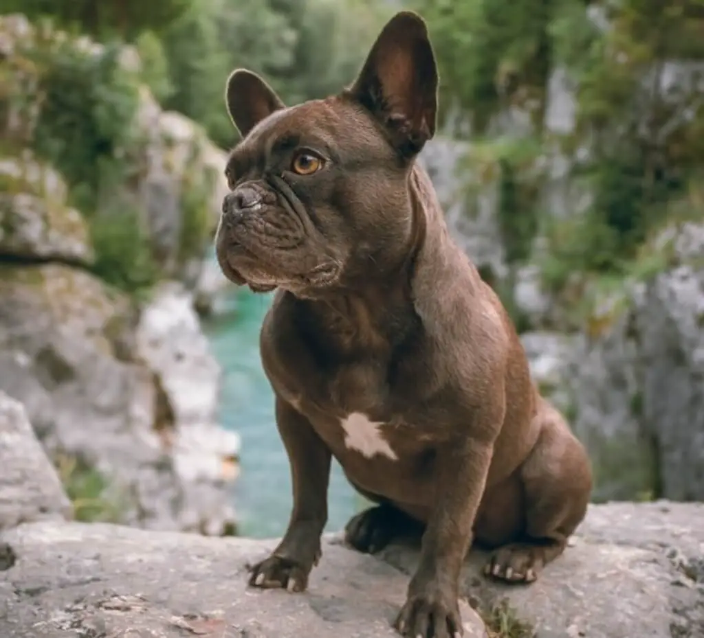 A French Bulldog on a rock.