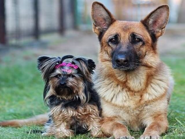 A German Shepherd and a Yorkshire Terrier laying down on the grass together.