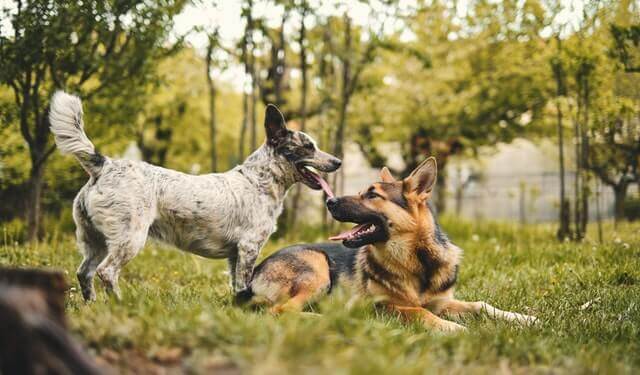 A German Shepherd and a Chihuahua playing on the grass.