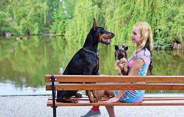 can dobermans live with small dogs