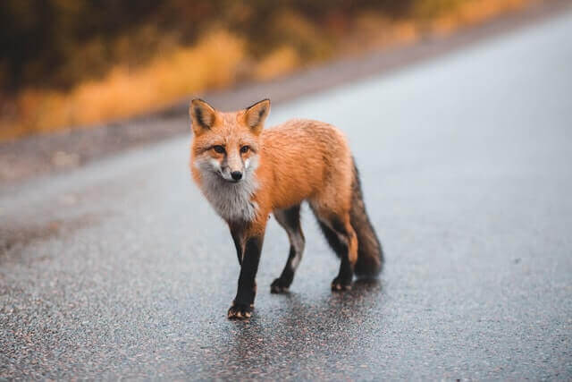 A fox roaming the streets in a rural neighborhood.