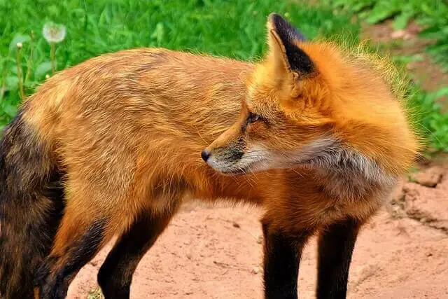 An American Red fox in a yard.