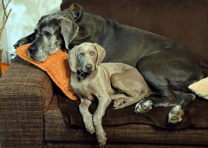 A Great Dane and a Weimaraner laying on the couch.