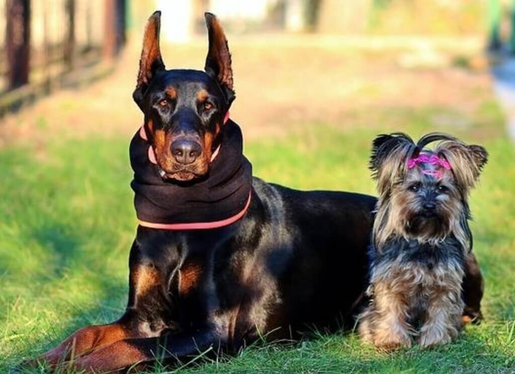 A doberman laying down beside a yorkshire terrier.