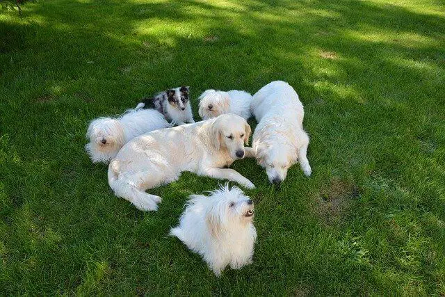 a group of dogs with a golden retriever laying on the grass.