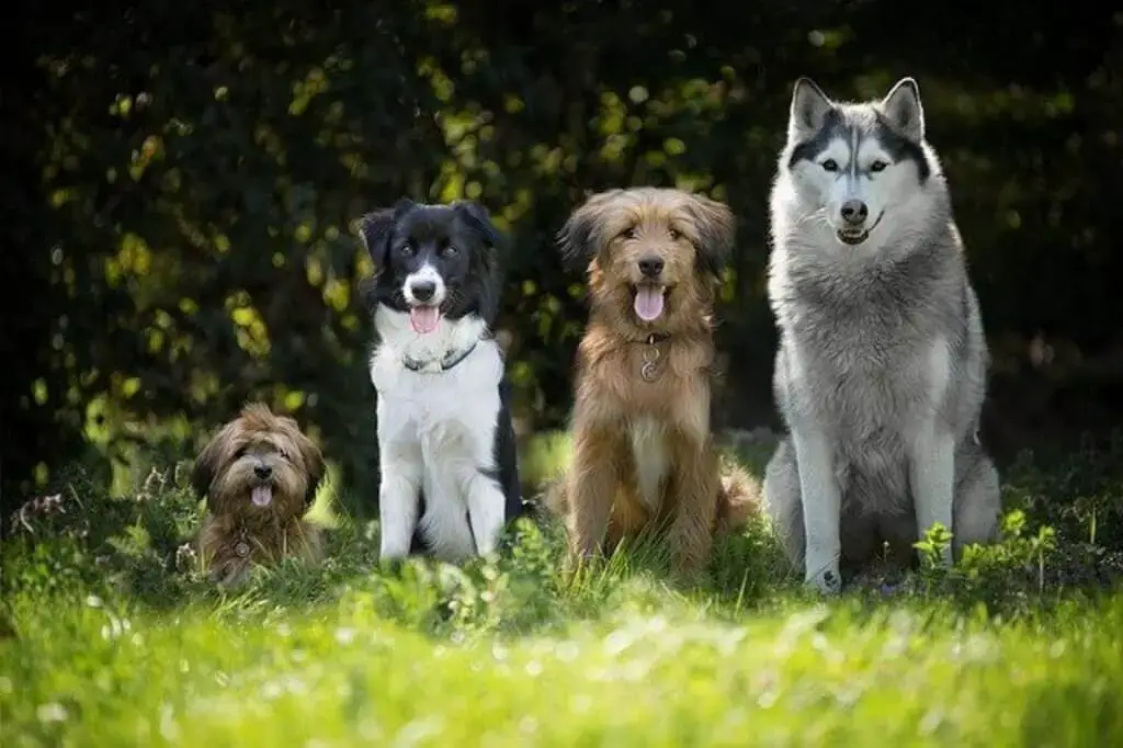 do siberian huskies make good guard dogs