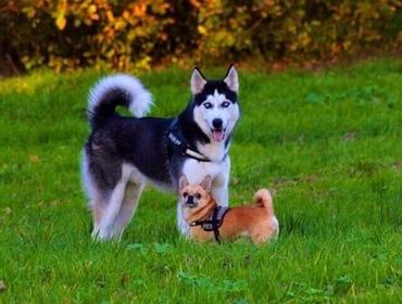 are huskys good with little dogs