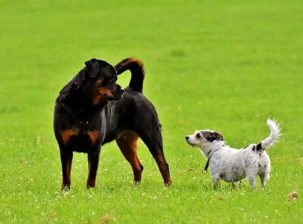 A rottweiler with a jack russell terrier at the park.