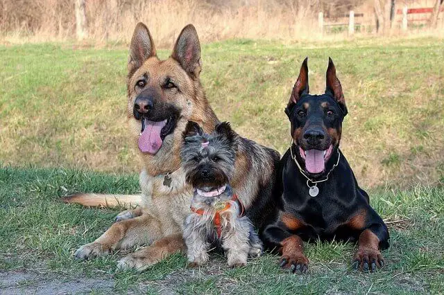 A doberman, a German shepherd and a yorkshire terrier laying down on the grass together.