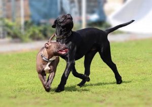 A cane corso playing with a small dog.