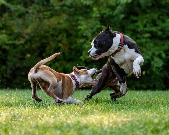 A Pitbull playing with a small dog.