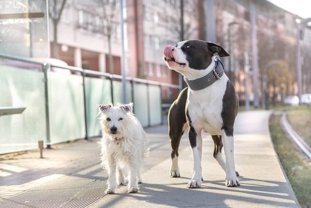 A pitbull with a small terrier