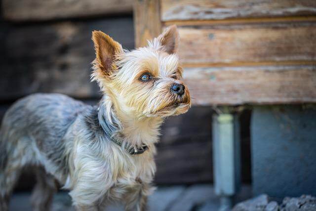 A Yorkshire Terrier.