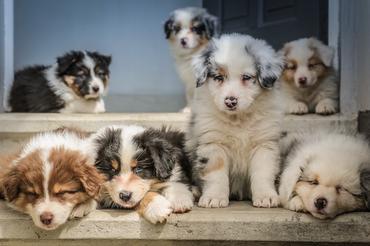 are mini australian shepherds good with other dogs