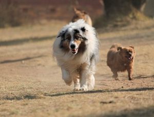 An Australian shepherd with small dog.