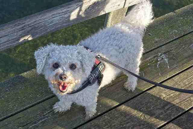 A Bichon Frisé standing on a wooden deck tied to a leash.
