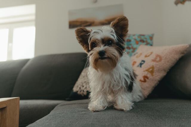A Biewer Terrier laying on a couch.