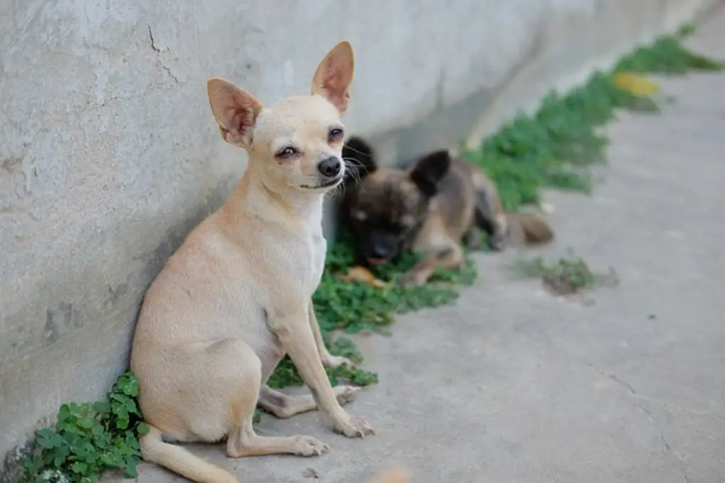 Two Chihuahuas resting in the backyard.